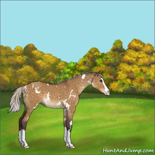 Horse Color:White Spotted Silver Buckskin Dun Splash 