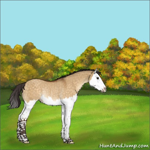 Horse Color:Buckskin Dun Splash Rabicano 