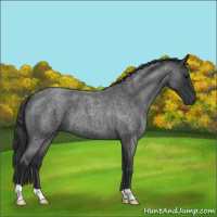Horse Color:Blue Roan 