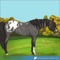 Horse Color:Liver Red Roan Appaloosa 