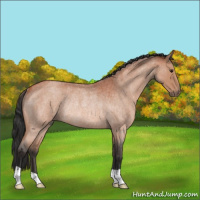 Horse Color:Brown Roan Rabicano