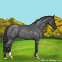 Horse Color:Blue Roan 