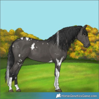 Horse Color:White Spotted Black Tobiano 