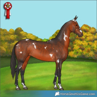Horse Color:White Spotted Brown 