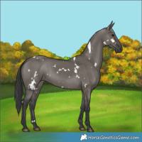 Horse Color:White Spotted Grullo 