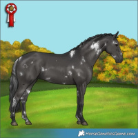 Horse Color:White Spotted Black