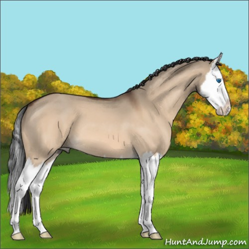 Horse Color:Unknown 