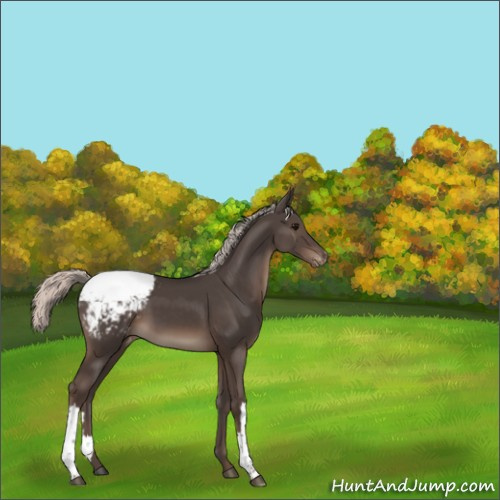 Horse Color:Silver Black Appaloosa 