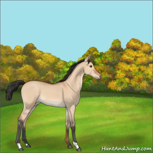 Horse Color:Bay Roan Dun 