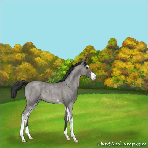 Horse Color:Grullo Roan Sabino 