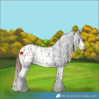 Horse Color:Chestnut Appaloosa 