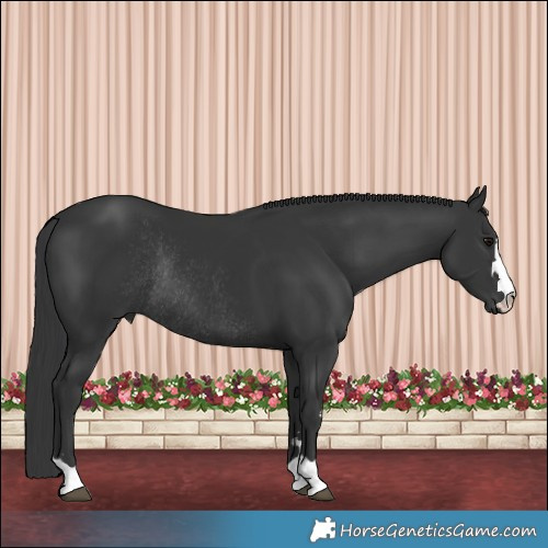 Horse Color:Black Rabicano