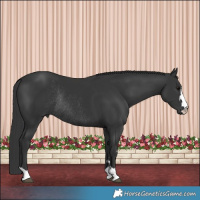 Horse Color:Black Rabicano 