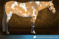 Horse Color:White Spotted Buckskin 