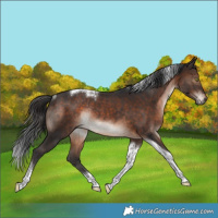 Horse Color:Brown Tobiano Rabicano 