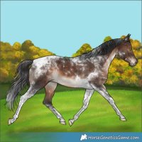 Horse Color:Brown Tobiano Rabicano 