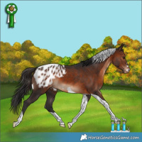 Horse Color:Brown Tobiano Appaloosa 