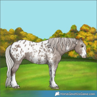 Horse Color:Silver Grullo Sabino Appaloosa Brindle 
