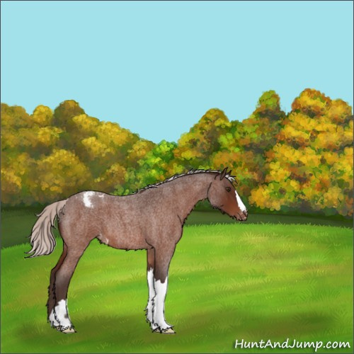Horse Color:Silver Brown Roan Appaloosa 