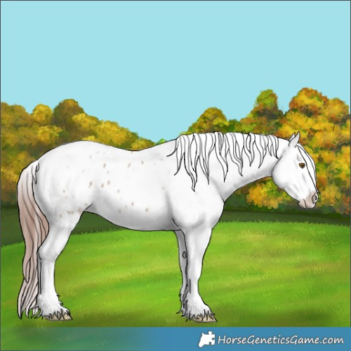 Horse Color:Classic Champagne Dun Splash Tobiano Appaloosa Brindle 