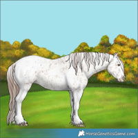 Horse Color:Classic Champagne Dun Splash Tobiano Appaloosa Brindle 