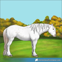 Horse Color:Classic Champagne Dun Splash Tobiano Appaloosa Brindle