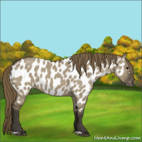 Horse Color:Smoky Grullo Near Leopard 