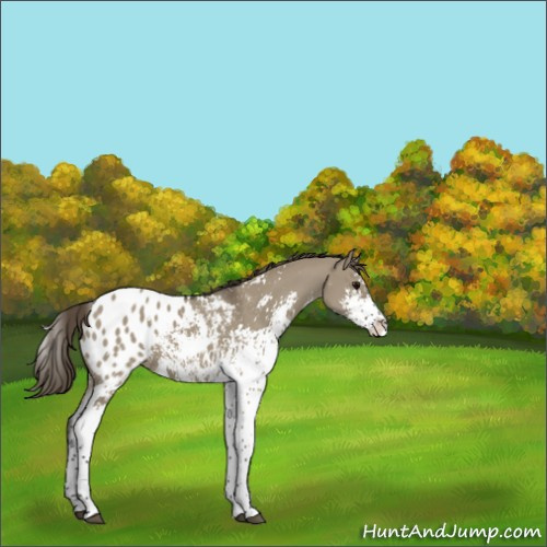 Horse Color:Smoky Grullo Sabino Appaloosa 