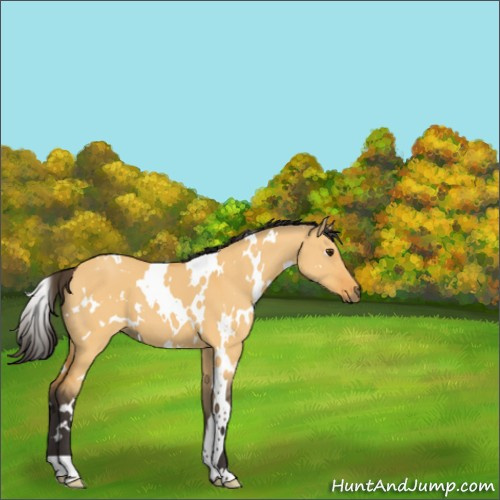 Horse Color:White Spotted Buckskin Dun 