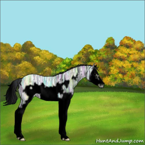 Horse Color:Void Black Ice Splash Frame 