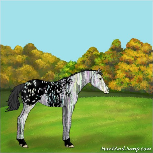 Horse Color:Void Black Ice Appaloosa 
