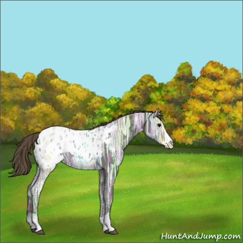 Horse Color:Smoky Black Ice Splash Appaloosa 