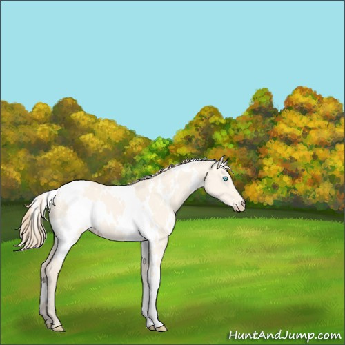 Horse Color:White Spotted Perlino Dun 