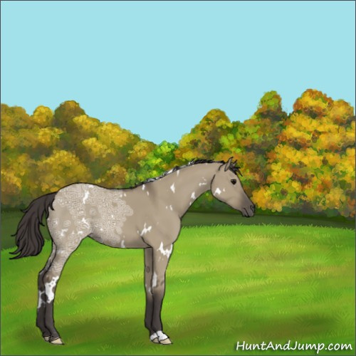 Horse Color:White Spotted Smoky Grullo Ice 
