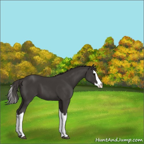 Horse Color:Smoky Black Splash 