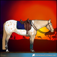Horse Color:White Spotted Buckskin Dun Appaloosa 