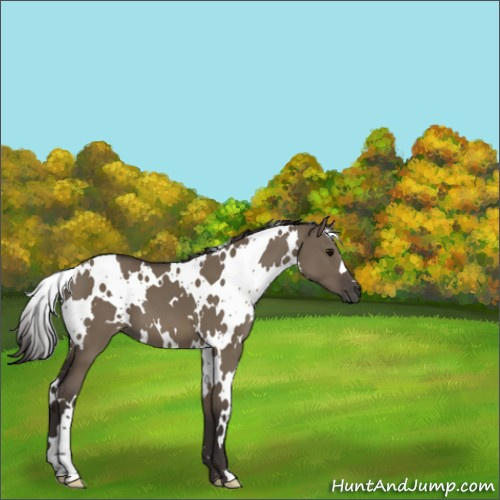 Horse Color:White Spotted Smoky Grullo 