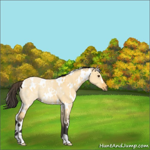 Horse Color:White Spotted Buckskin Ice Dun 