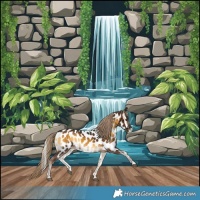 Horse Color:Chocolate Palomino Onyx Appaloosa 