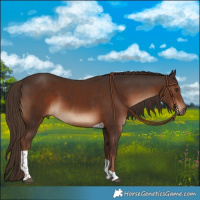 Horse Color:Liver Chestnut Tobiano 