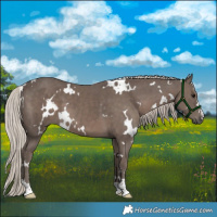 Horse Color:White Spotted Silver Black 