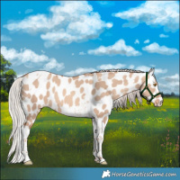Horse Color:Silver Classic Champagne Dun Tobiano Appaloosa