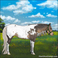 Horse Color:White Spotted Silver Smoky Black Tobiano Appaloosa