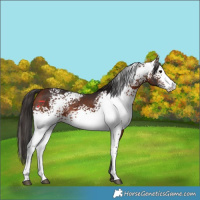 Horse Color:White Spotted Bay Rabicano 