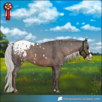 Horse Color:White Spotted Silver Black Splash Appaloosa