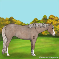 Horse Color:Silver Blue Roan Sabino 