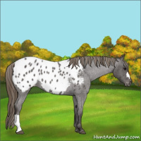 Horse Color:Smoky Blue Roan Appaloosa 