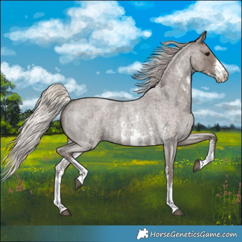 Horse Color:Silver Blue Roan Sabino