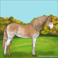 Horse Color:White Spotted Chestnut