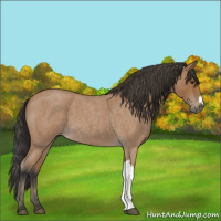 Horse Color:Bay Roan 